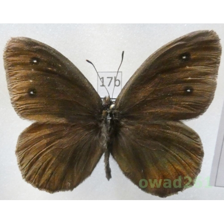 Satyrus ferula (Fabricius, 1793) Bulgaria17b